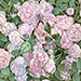 Momoko Nagai Gallery